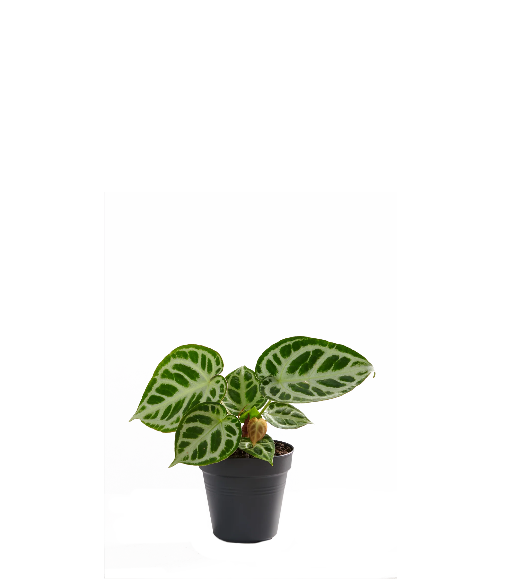 Produktbild 2
